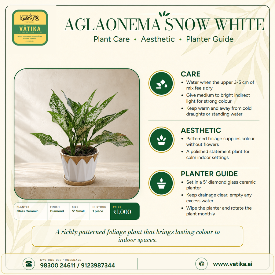 Aglaonema Snow White in a diamond glass-ceramic planter